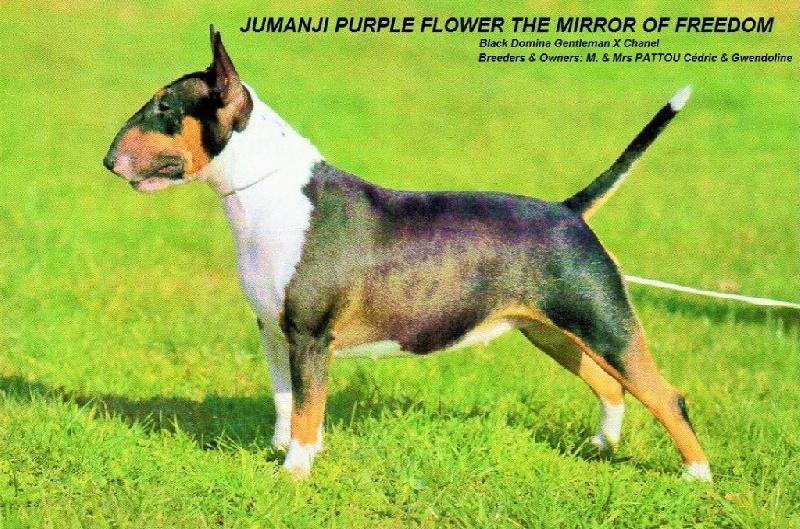 Jumanji purple flower (perle) The Mirror Of Freedom