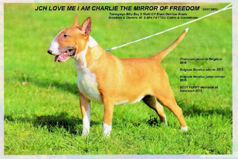 CH. Love me i am charlie (kyara) The Mirror Of Freedom