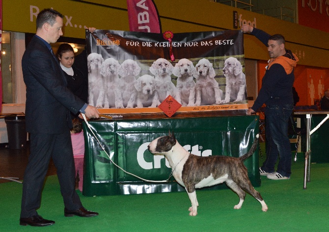 The Mirror Of Freedom - JCH Black Domina High Quality gagne à CRUFTS!!!!!!