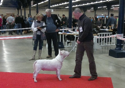 The Mirror Of Freedom - Paris dog show 2012 le 07/01/2012