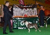  - JCH Black Domina High Quality gagne à CRUFTS!!!!!!