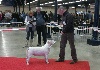  - Paris dog show 2012 le 07/01/2012