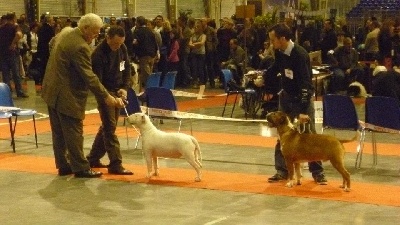 The Mirror Of Freedom - CACIB de Douai 2012