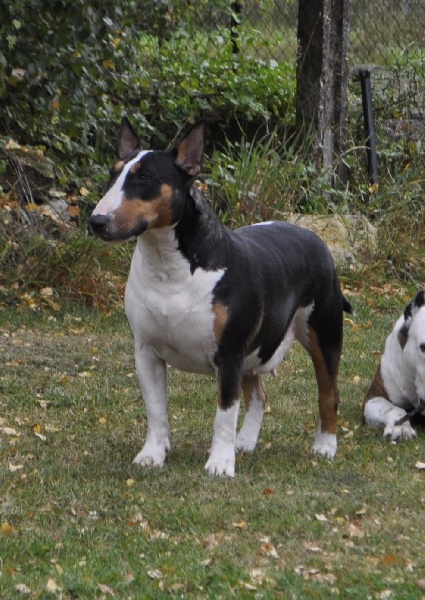 Chanel (Sans Affixe)