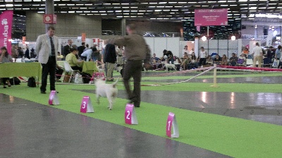 The Mirror Of Freedom - Championnats de France et World dog show2011