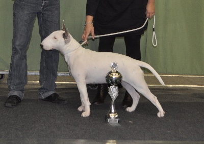 The Mirror Of Freedom - Dutch trophy show 2011