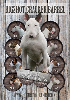 The Mirror Of Freedom - Le père de Grazia Winner studdog Trophy Hollandais 2012!!!!