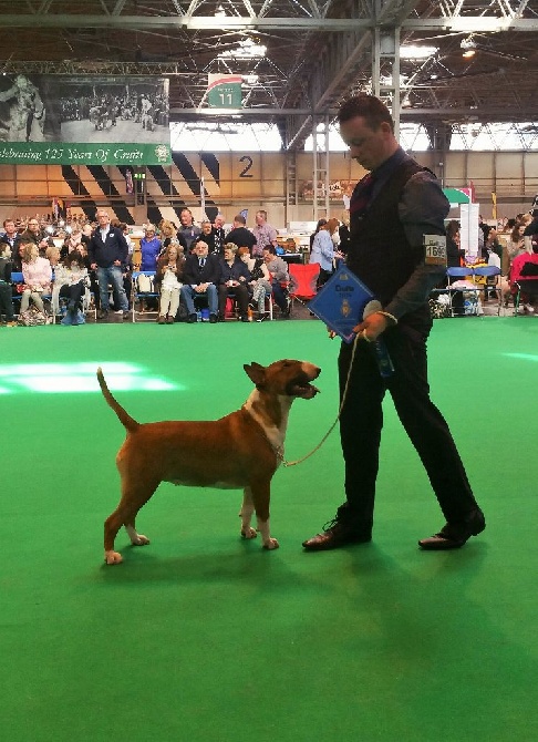 Kyara brille à la plus grande expo du monde: CRUFTS!